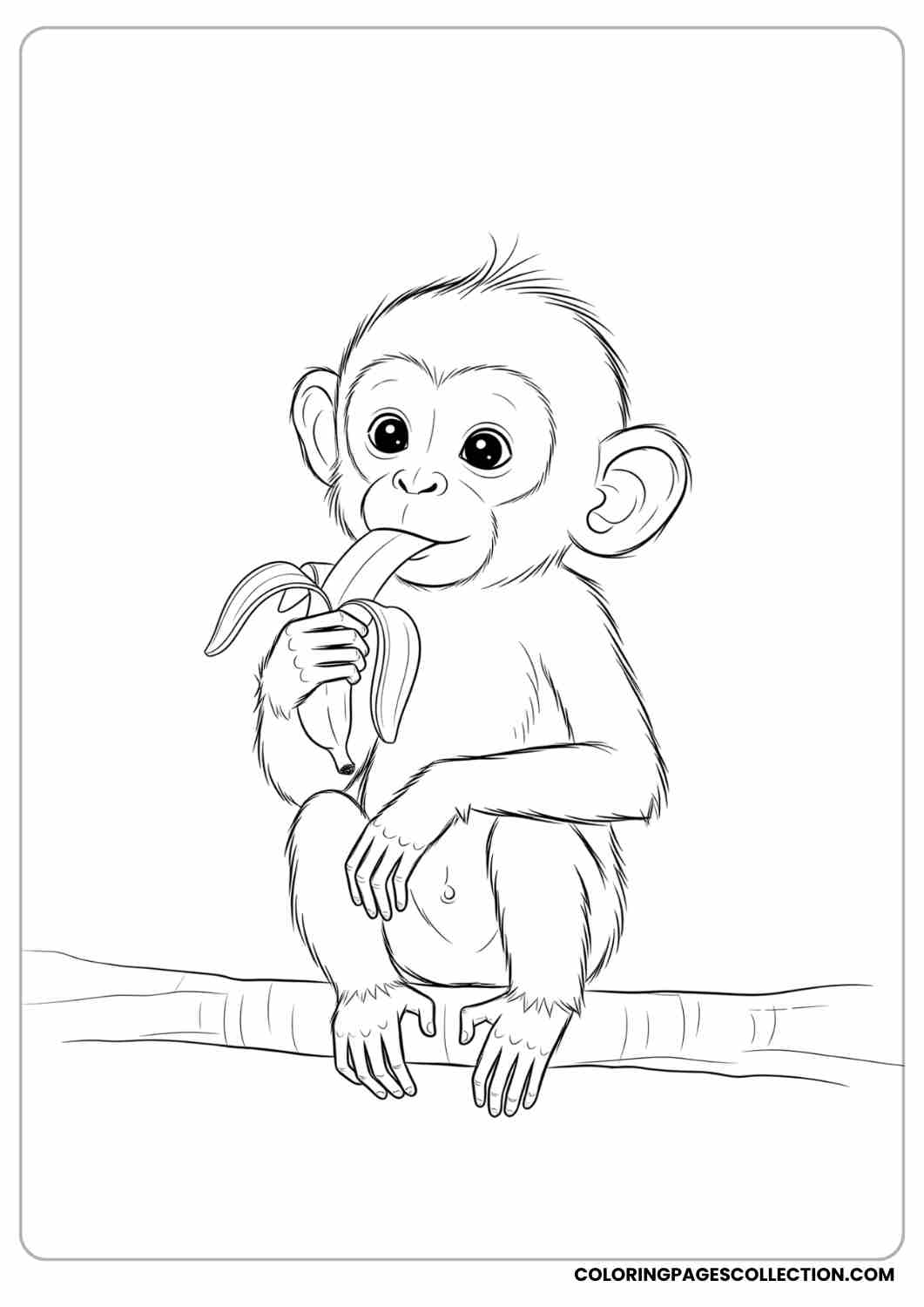 cute and easy Baby monkey eating banana, shy smile