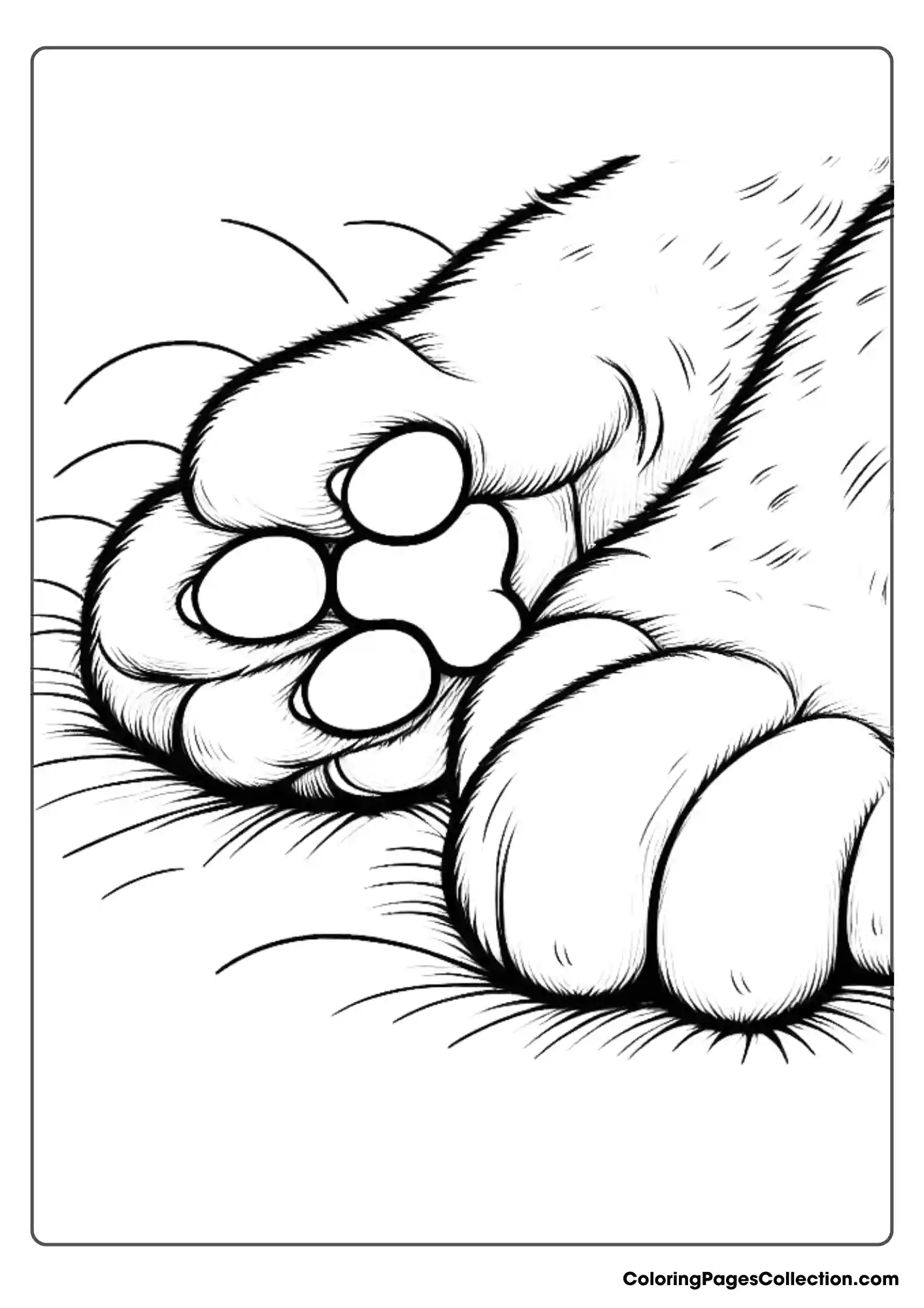 Close-up Of A Cat's Paws