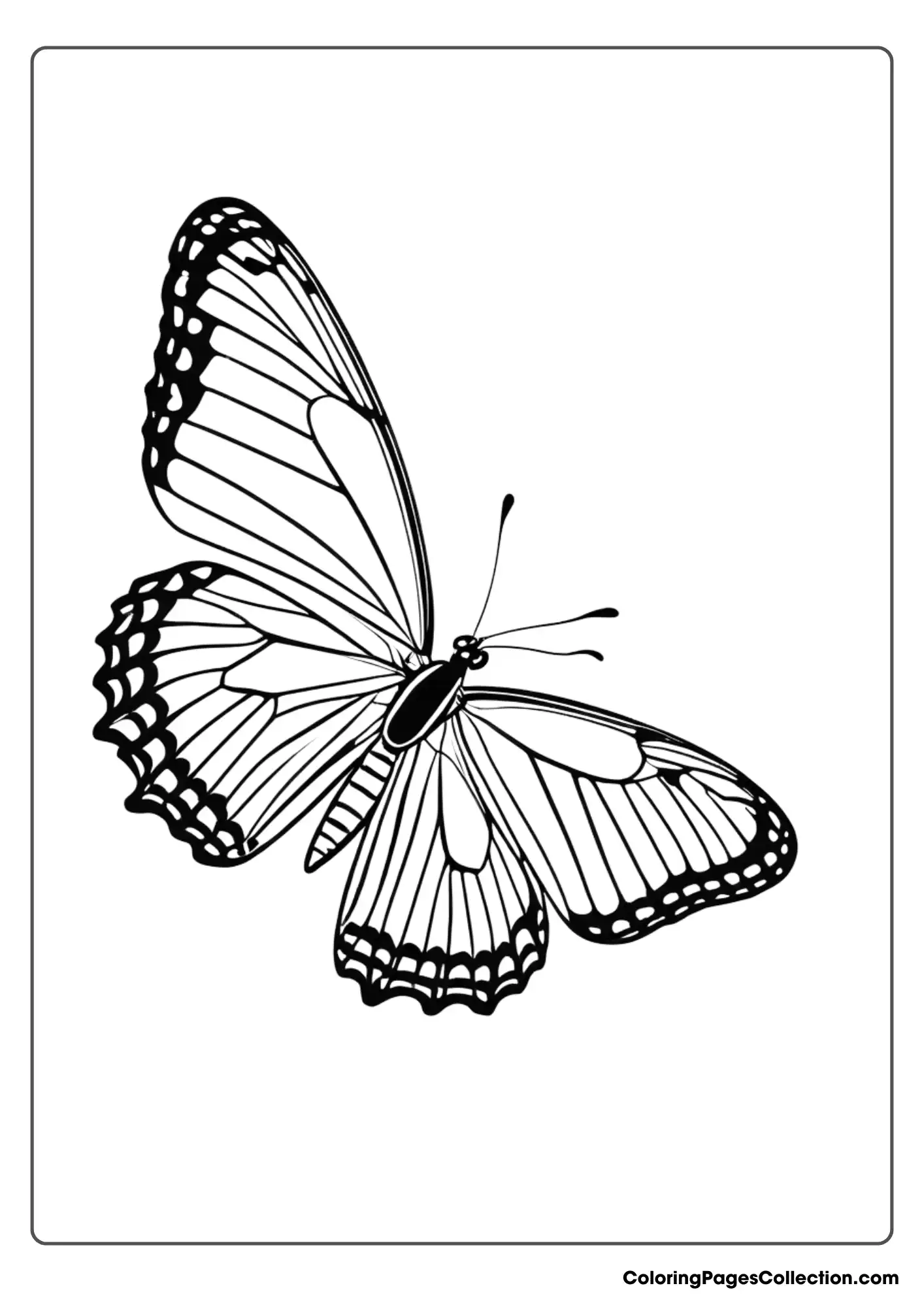 Coloring pages for teens, Simple Butterfly 