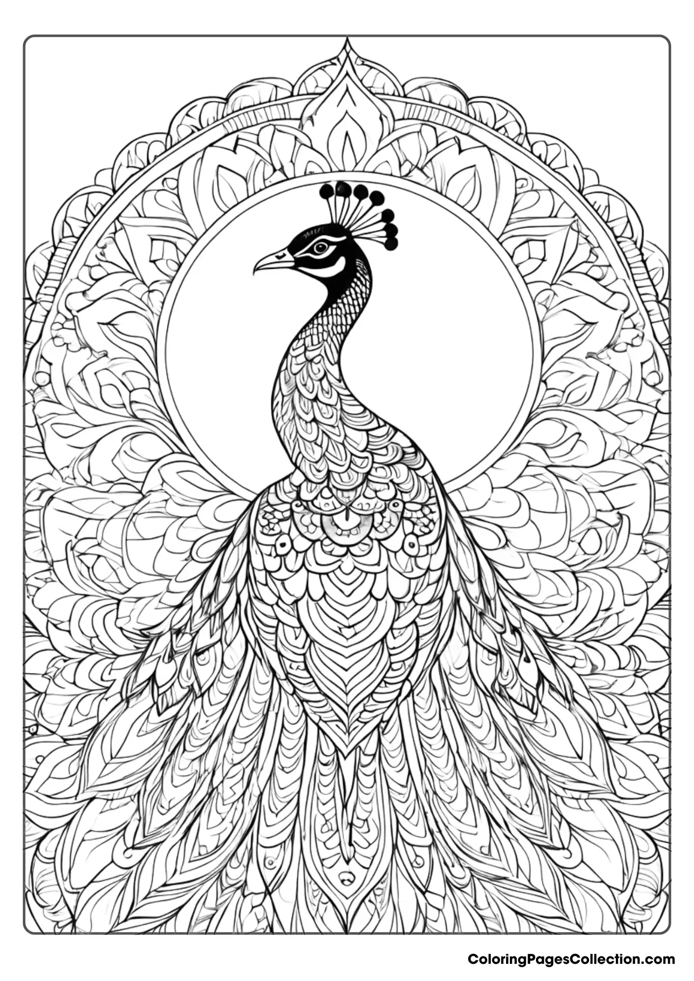 Coloring pages for teens, Peacock