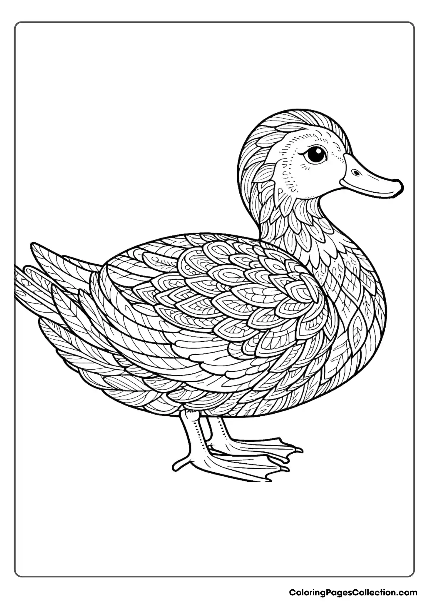 Duck With Detailed Feather