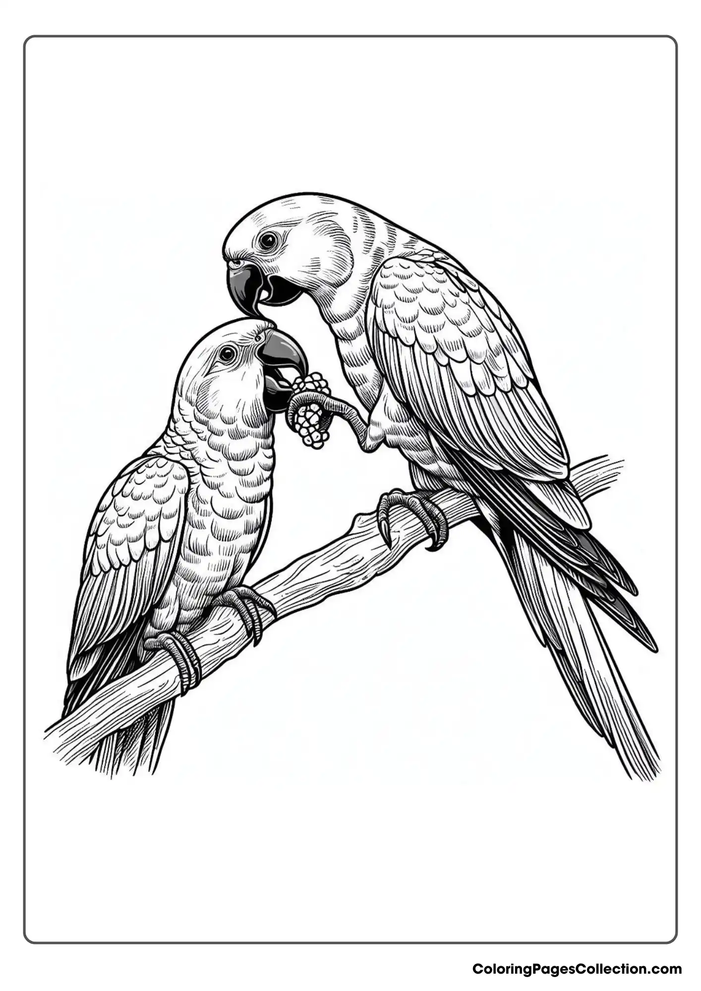 A Pair Of Parrots