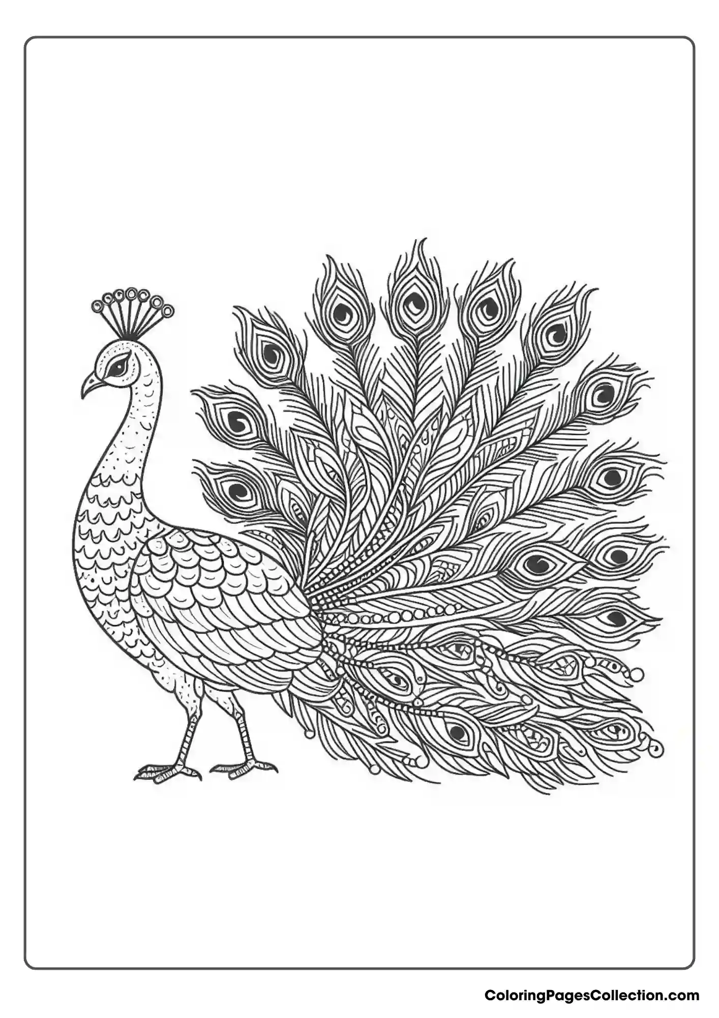 Peacock With Detailed Body