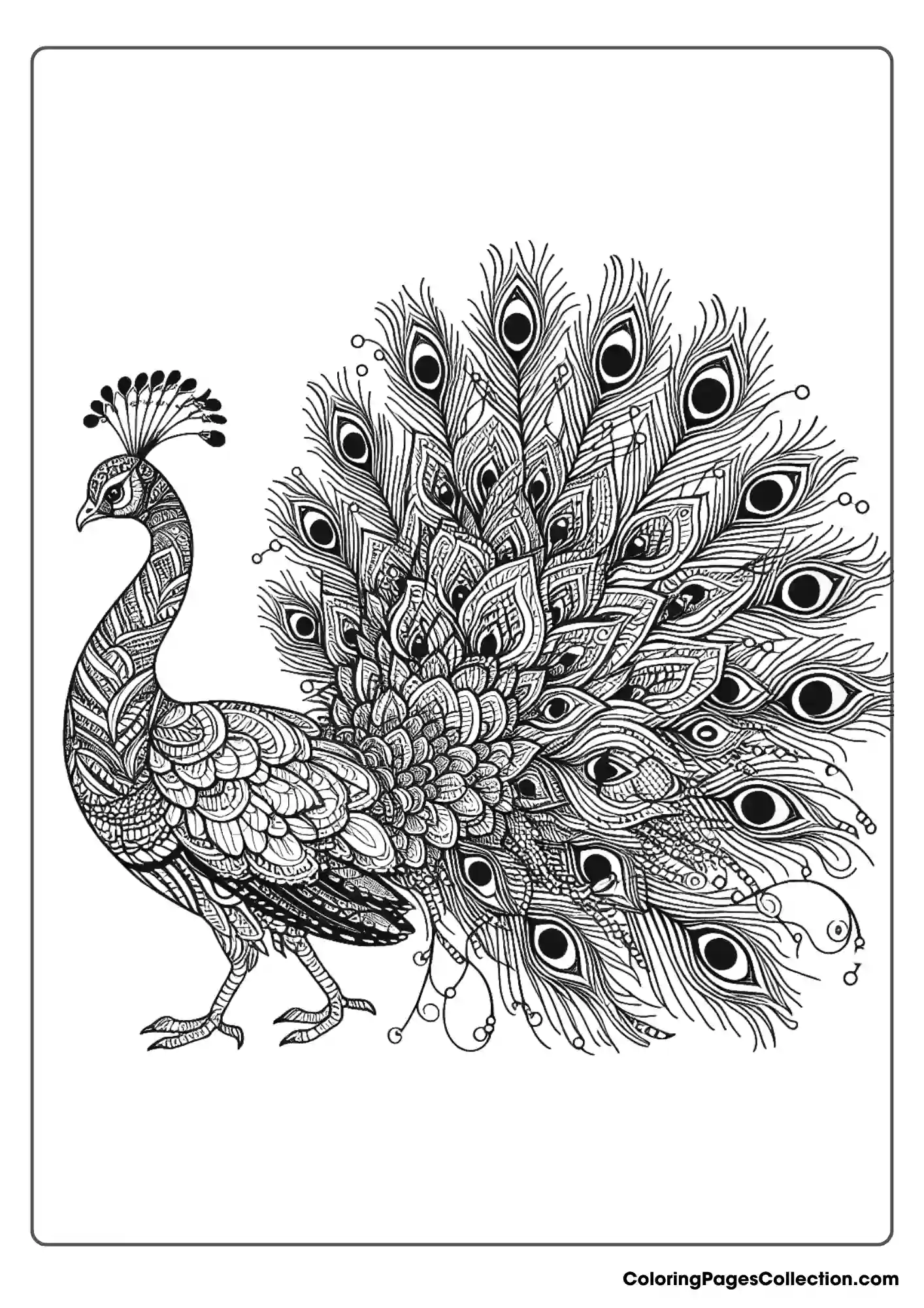Highly Detailed Peacock