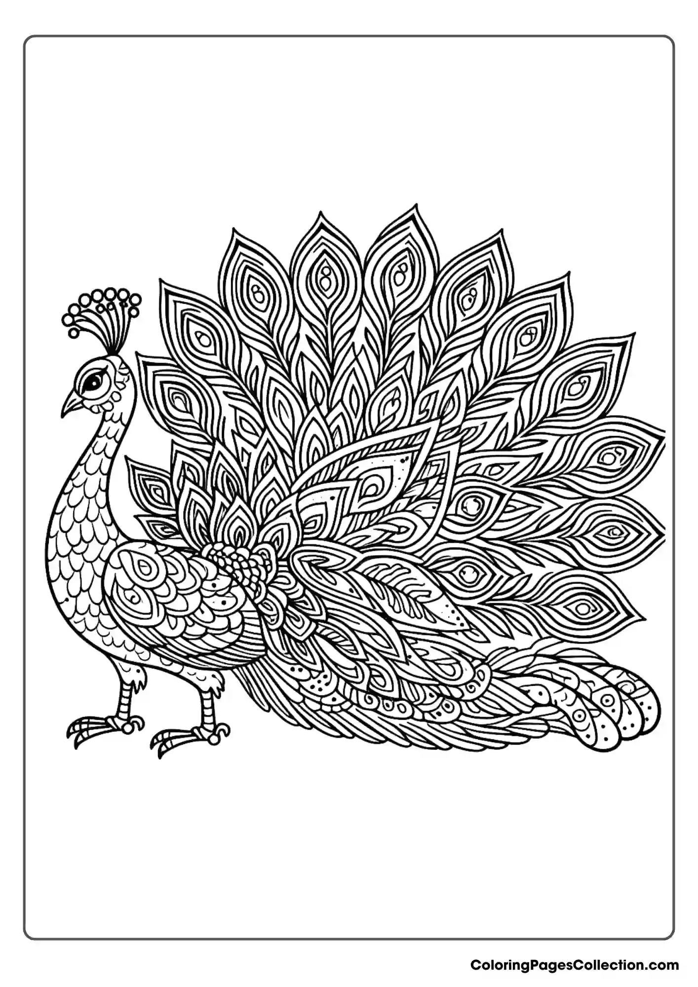 Peacock In Regal Pose