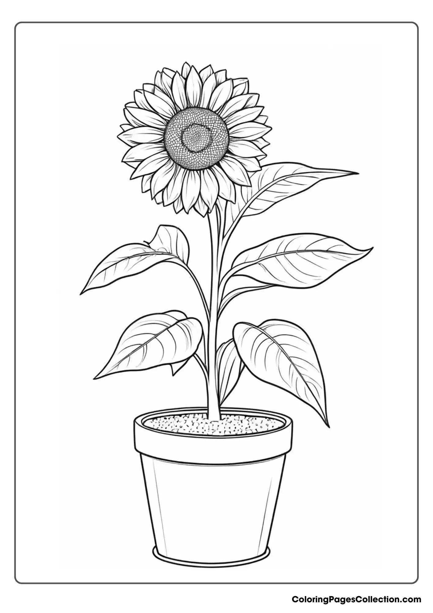 A Sunflower In A Pot Coloring Page